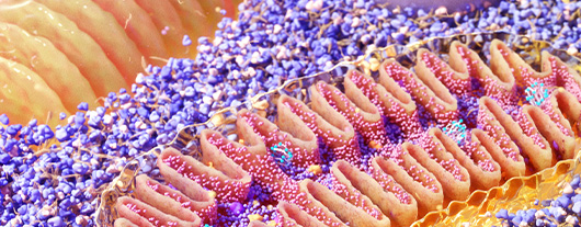 Cell Press Symposia: Biological function in 3D